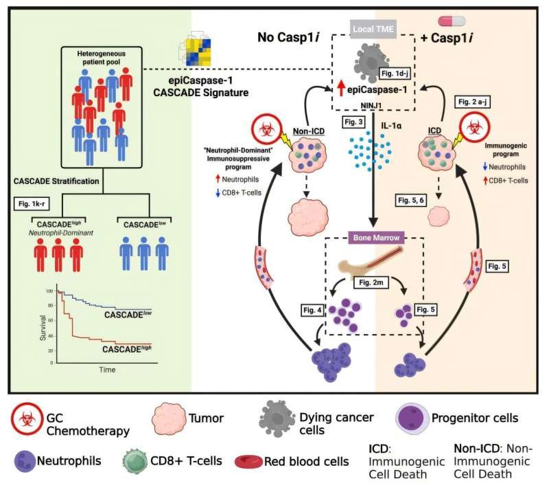 How chemotherapy can backfire: An immune shift tied to tumor resistance and poorer outcomes