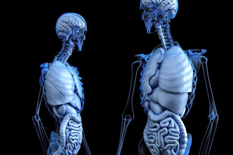 Gut particles tied to aging may trigger inflammation and disease risk