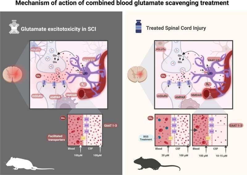 Early IV Treatment Cuts Spinal Cord Damage, Restores Up To 80% Movement in Animal Models