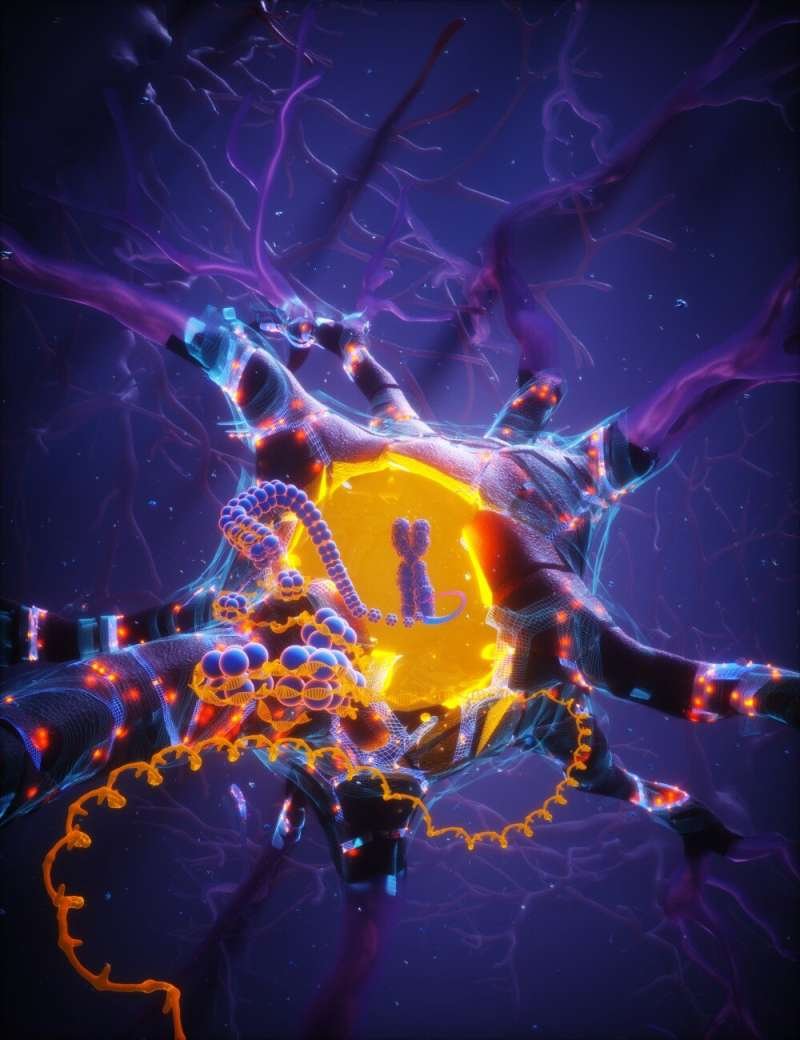 Longevity-linked APOE2 gene variant helps neurons repair DNA and resist aging and age-related diseases