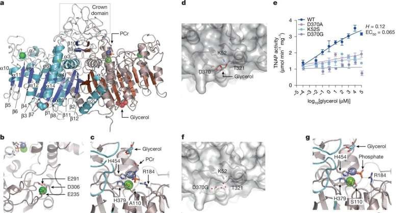 Discovery of Fat-Burning 'Switch' Could Lead to Advances in Bone Disease Treatments