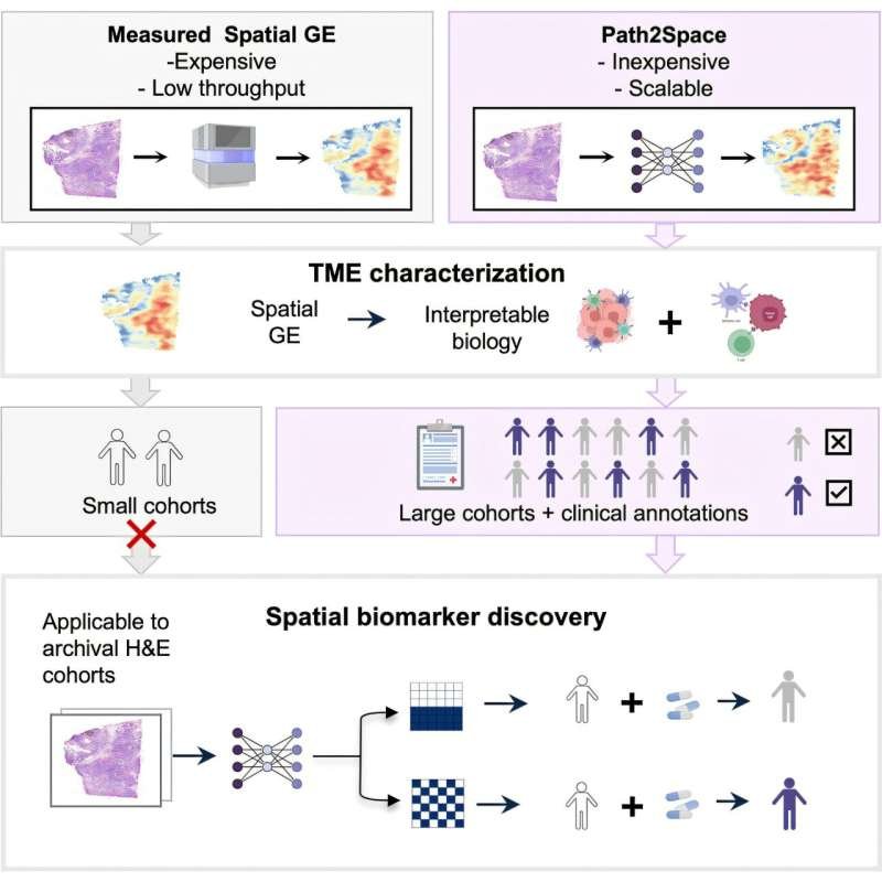 New AI Tool Could Revolutionize Cancer Treatment