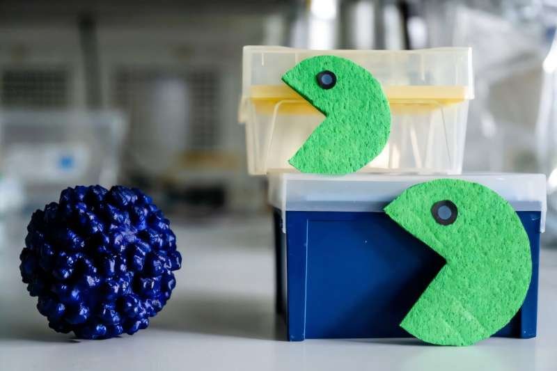 New CRISPR Approach May Open Path to Hepatitis E Treatment by Blocking Viral RNA