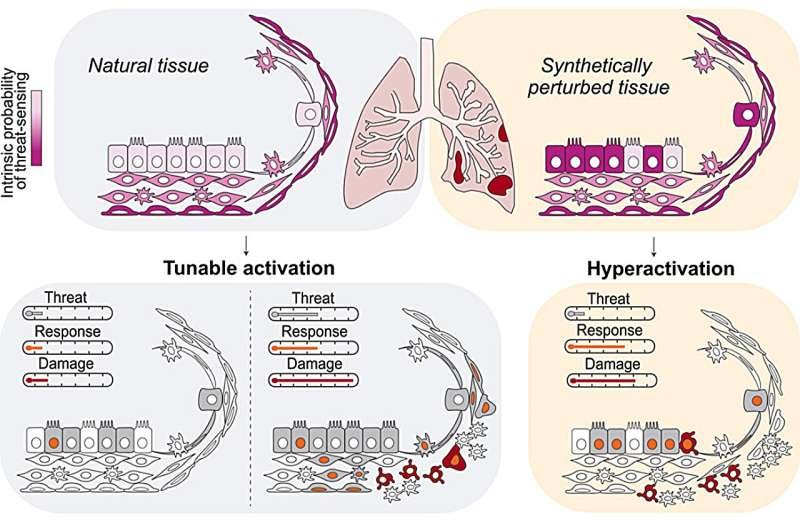 How Lungs Balance Defense Against Damage Through Tuning Responses