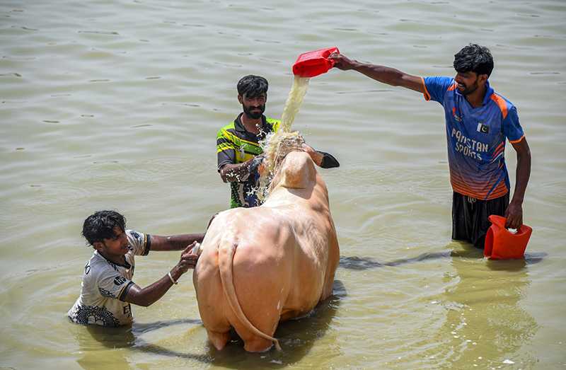 Trader Washes Sacrificial Animal Near Livestock Market Ahead of Eid al-Adha