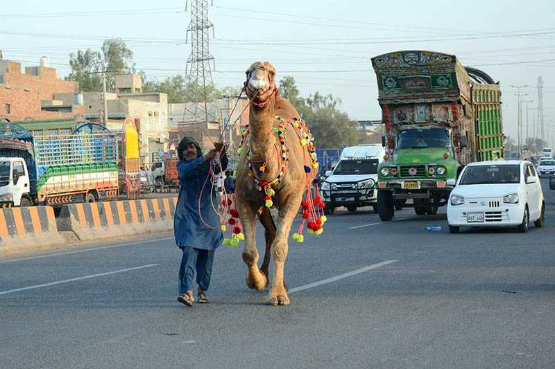 Camel Handler Prepares Decorated Camels for Upcoming Eid-ul-Adha in Busy City Streets