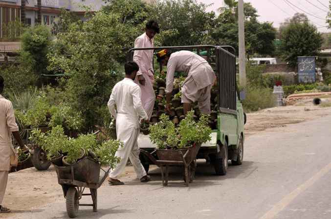 Workers Load Flowering Plants and Saplings from Roadside Nursery for City Delivery