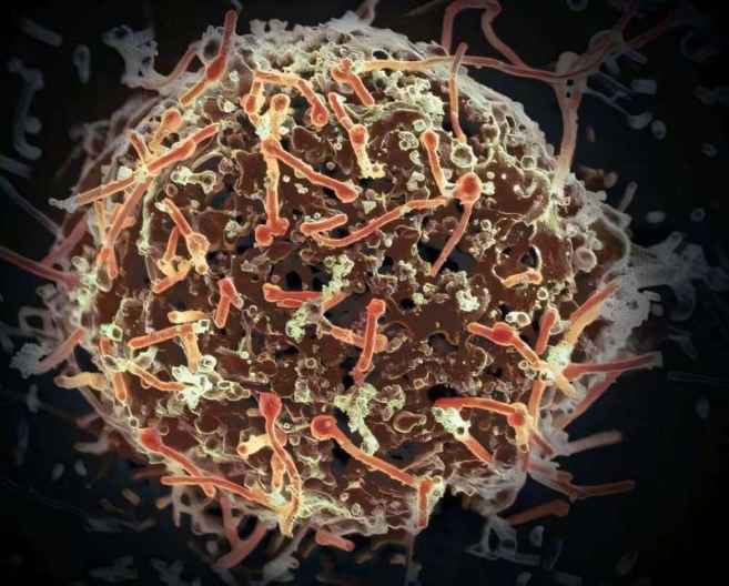 Scientists Develop Broad-Spectrum mRNA Vaccine for Deadly Ebola Strains