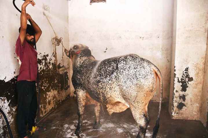 Worker Prepares Sacrificial Animal for Eid al-Azha at Service Station