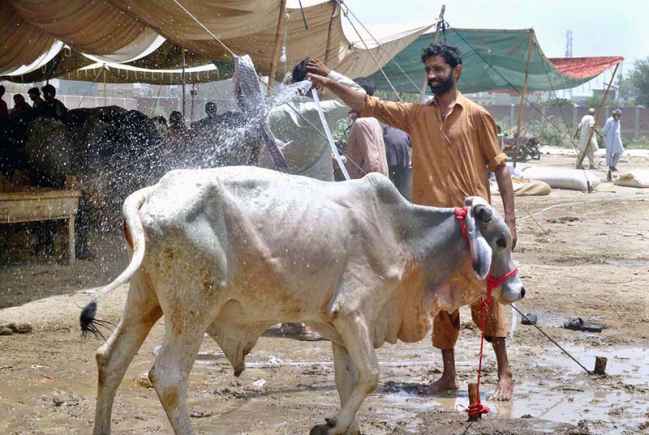 Eid-ul-Azha Preparations: Trader Washes Sacrificial Animal at Temporary Livestock Market