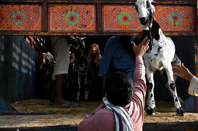 Livestock Vendors Begin Unloading Sacrificial Goats at Temporary Market in Shahpur Kanjra for Eidul Azha