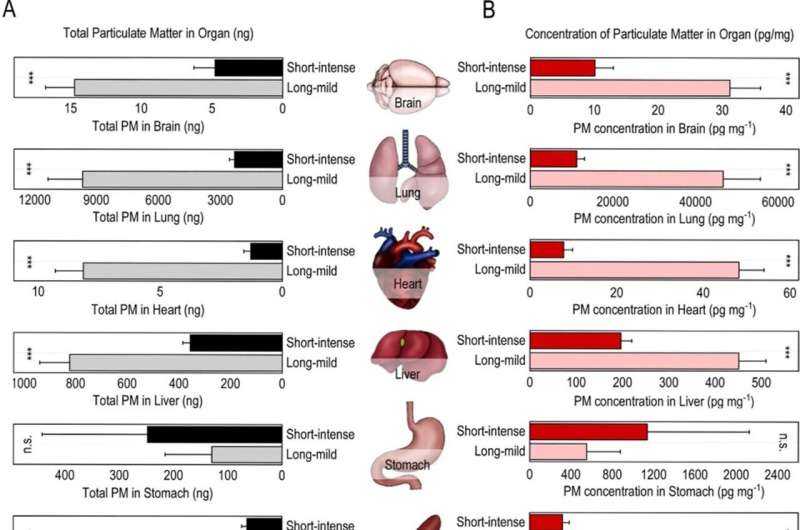 Inhaled Fine Particulate Matter Traverses Lungs to Brain, Study Shows