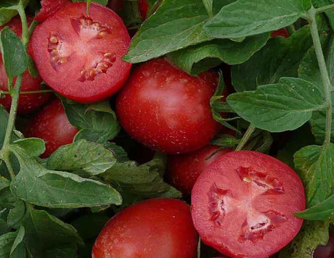 Tomato-Soy Juice Reduces Inflammatory Proteins in Obese Adults