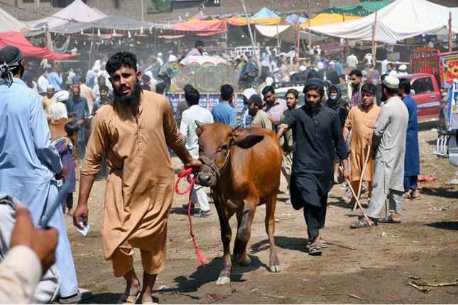 People Transport Sacrificial Animals After Shopping at Islamabad's Ring Road Cattle Market
