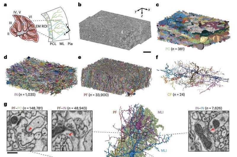 Hidden Brain Circuit Could Explain How Movement Errors Sharpen New Skills