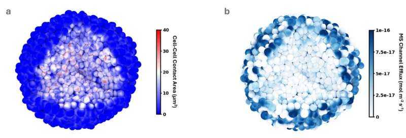 AI Uncovers Why Squeezed Tumors Grow Slower Under Physical Pressure