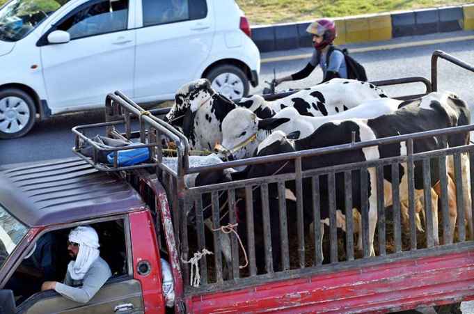 Vehicle Loaded with Sacrificial Animals Heads to Markets Ahead of Eidul Azha