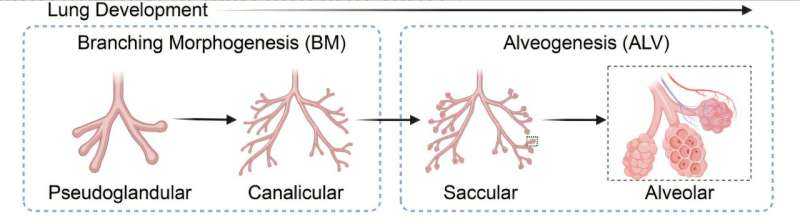 Lung Cancer Cells Revert to Branching State, Fueling Resistance and Aggressive Tumor Growth in Adenocarcinoma Patients