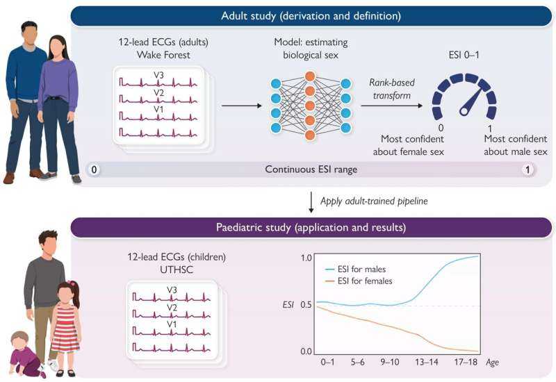Routine Heart Test Can Track Kids' Growth and Maturity, New Study Finds