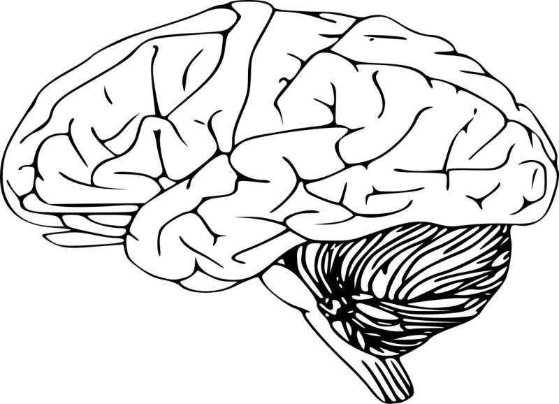 Brain Maps Reveal First Lifetime White Matter Growth Charts from Birth to
