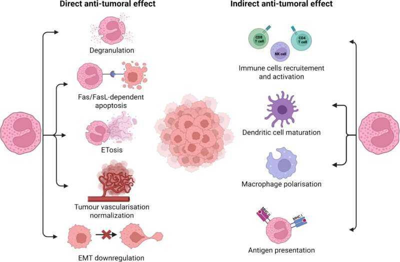 Unexpected Allies: Eosinophils May Help Predict Cancer Immunotherapy Response and Survival