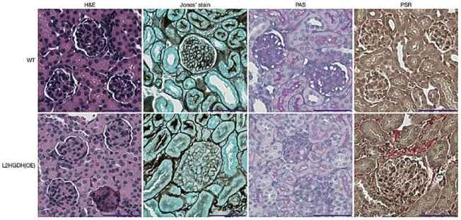 'Toxic' Molecule May Be Key to Gene Regulation and Early Development