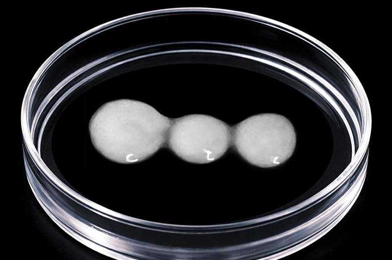 Lab-grown brain-spinal cord model shows 'irreversible' nerve damage may be reversed