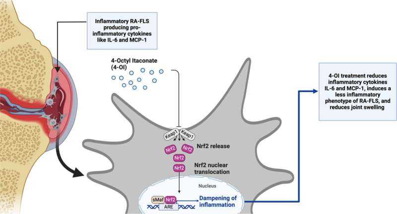 New study points to possible new treatment for rheumatoid arthritis