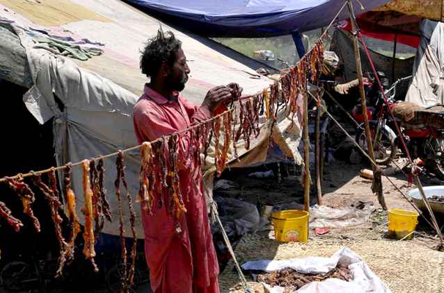 Gypsy Man Dries Salted Meat in Sun After Eid-ul-Azha Celebrations