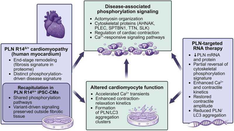 RNA Therapy for Genetic Heart Failure Advances with Promising Lab Findings