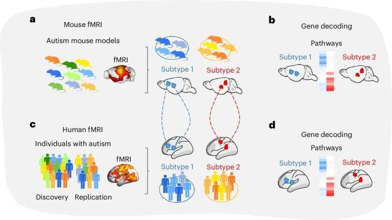 Brain Scans Reveal Two Distinct Autism Subtypes with Different Underlying Biology