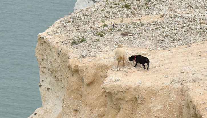 Dog Plunges Over Cliff Edge: Emergency Crews Launch Daring Rescue