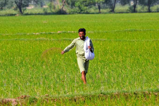 Farmer Applies Fertilizer in Rice Field for Optimal Crop Growth and Management