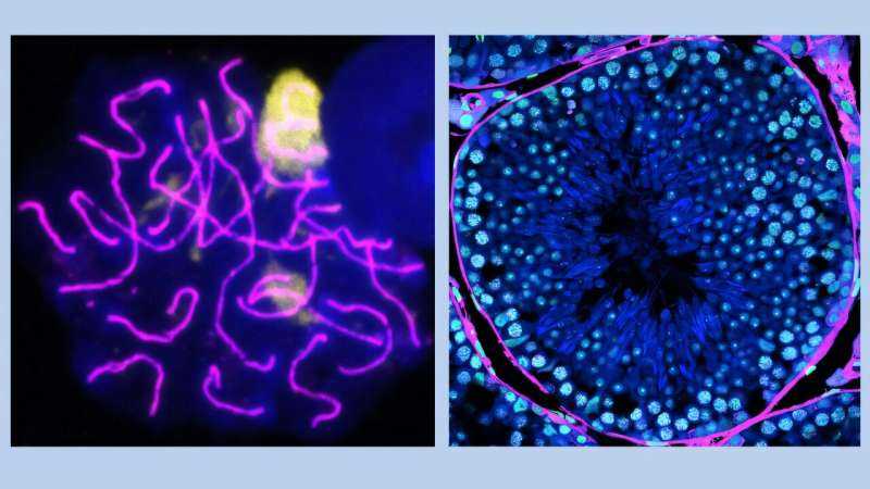 An Overlooked Protein May Decide How Fast Male Fertility Starts to Unravel with Age