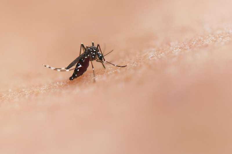 Why some chikungunya virus infections may turn chronic