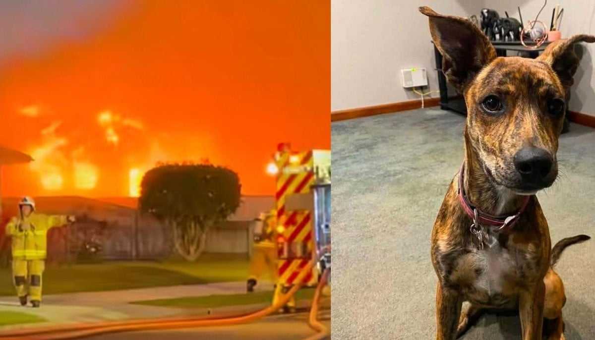 Two Dogs Miraculously Survive Massive Inferno That Devastated Family Business