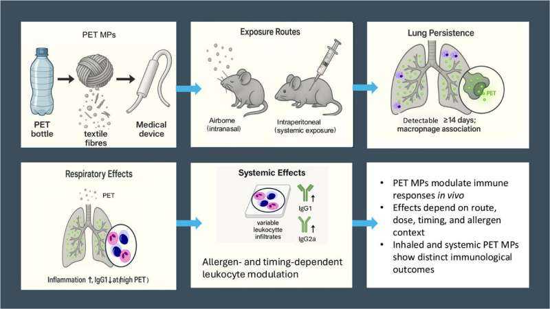 Microplastics altered allergy-related immune responses after 14 days in mouse lungs