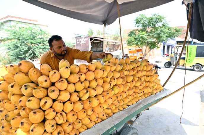 Vendor Displays Mangoes Artfully in Qanchi Moor Market