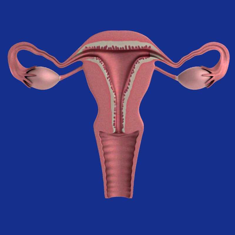 Addition of Immunotherapy Shows Survival Benefit in Follow-Up Trial for Primary Advanced or Recurrent Endometrial Cancer