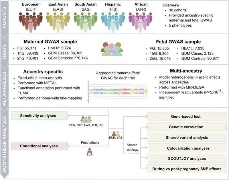 Gestational diabetes shares strong genetic links with type 2 diabetes