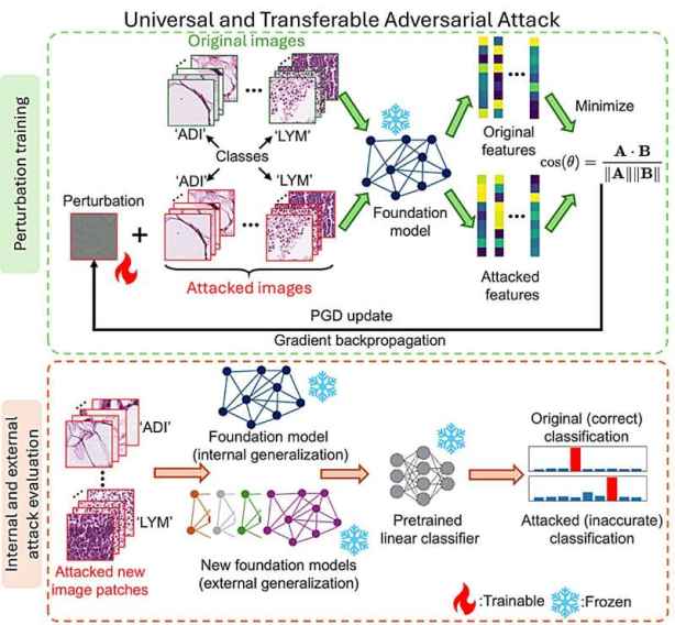 Microscopic Noise Can Fool Multiple Cancer Pathology Models, Exposing Major Clinical Safety Gaps