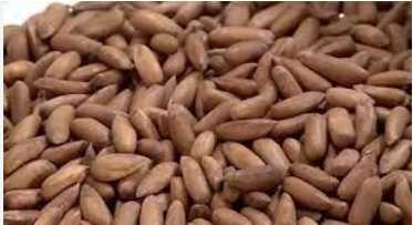How Pakistani pine nuts can Win a bigger share of China’s premium nut market