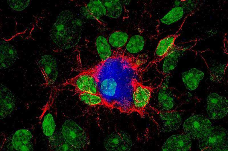 An experimental molecule 'reprograms' the brain's defenses against Alzheimer's disease