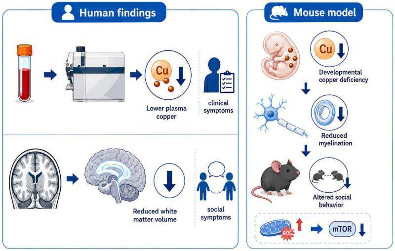 Copper imbalance tied to autism's social symptoms and white matter development