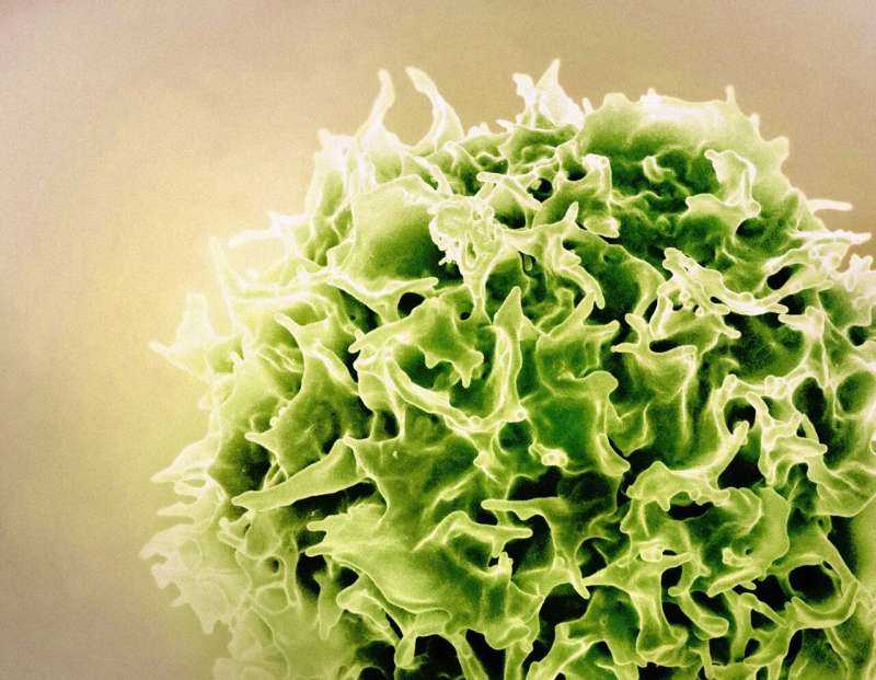 T Cells May Be Key to Stopping Measles Virus—and Its Deadly Relatives