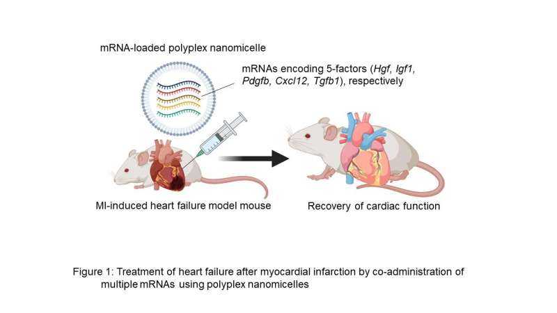Combination of five mRNAs mitigates heart failure after myocardial infarction, research reveals
