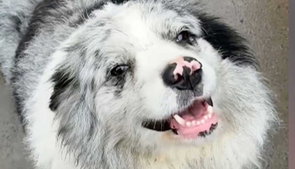 Social Media Star Dog Chutou Tragically Dies, Leaving Owner Devastated