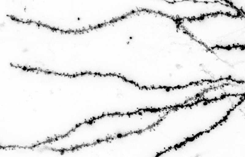 One Wrong Mouse Swap Reveals How Social Learning Shapes Future Choices