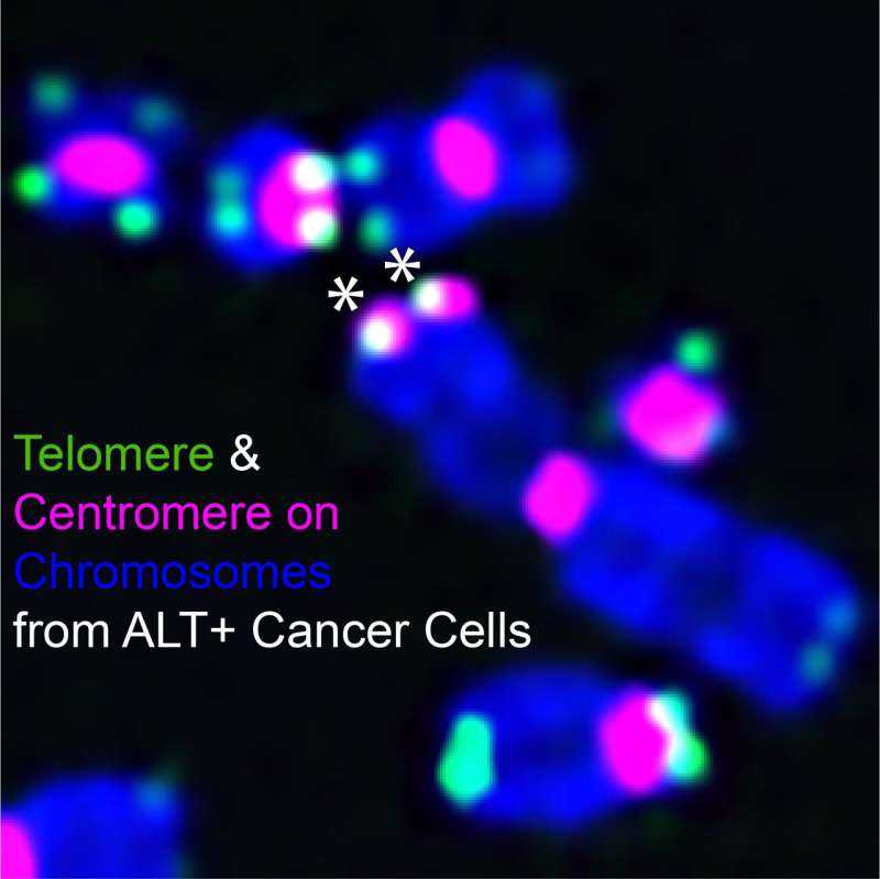 Unexpected Chromosome Interaction Fuels Aggressive Cancers, Researchers Discover