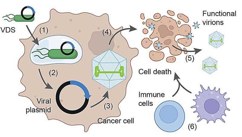 Engineered Salmonella Deliver Cancer-Killing Viruses, Shrinking Tumors in Mice